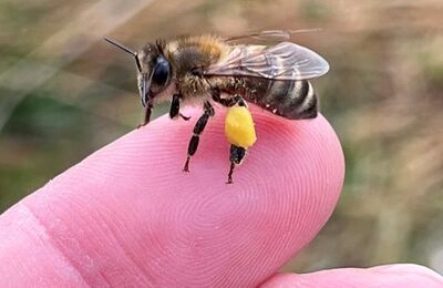 Honigbiene mit Pollenhöschen auf einem Finger