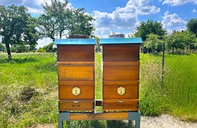 Zwei Bienen-Beuten der Summselei im Feld Oberstedten