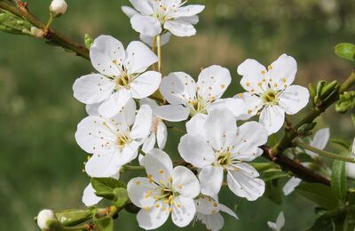 Nahaufnahme von Apfelblüten