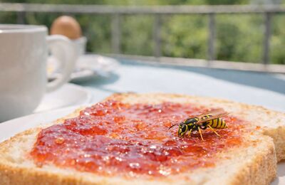 Wespe auf einem Marmeladenbrot