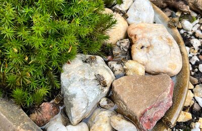 Honigbienen an einer Insektentränke