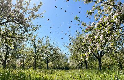 Bienen fliegen bei Sonnenschein durch blühende Apfelbäume
