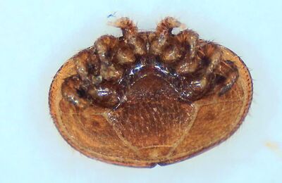 Nahaufnahme einer Varroamilbe von unten