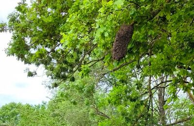 Bienenschwarm an einem Ast am Feldweg