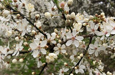 Aufnahme von Kirschblüten