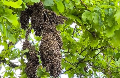 Bienenschwarm an einem Ast