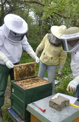 Neuimker beim Probeimkern