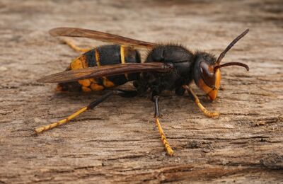 Asiatische Hornisse (Vespa Velutina)