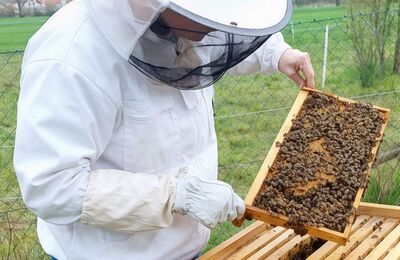 Imker holt Brutwabe aus der Beute und kontrolliert das Volk