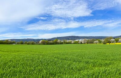 Feld mit Blick Richtung Oberstedten auf den Taunus Feldberg