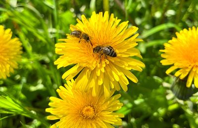 Zwei Honigbienen beim Pollensammeln auf Löwenzahn