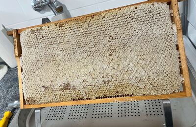 Volle Honigwabe auf Entdeckelungsgeschirr