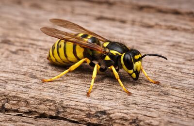 Heimische Wespe (Vespula Germanica)