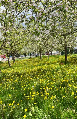Blühende Apfelbäume und Löwenzahn im Oberstedter Apfelpark