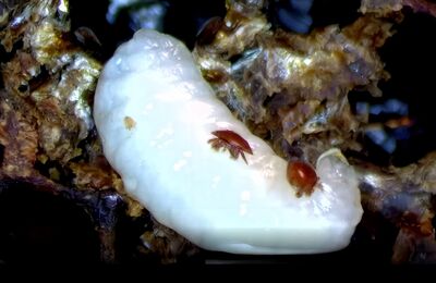 Varroamilben auf einer Bienenpuppe